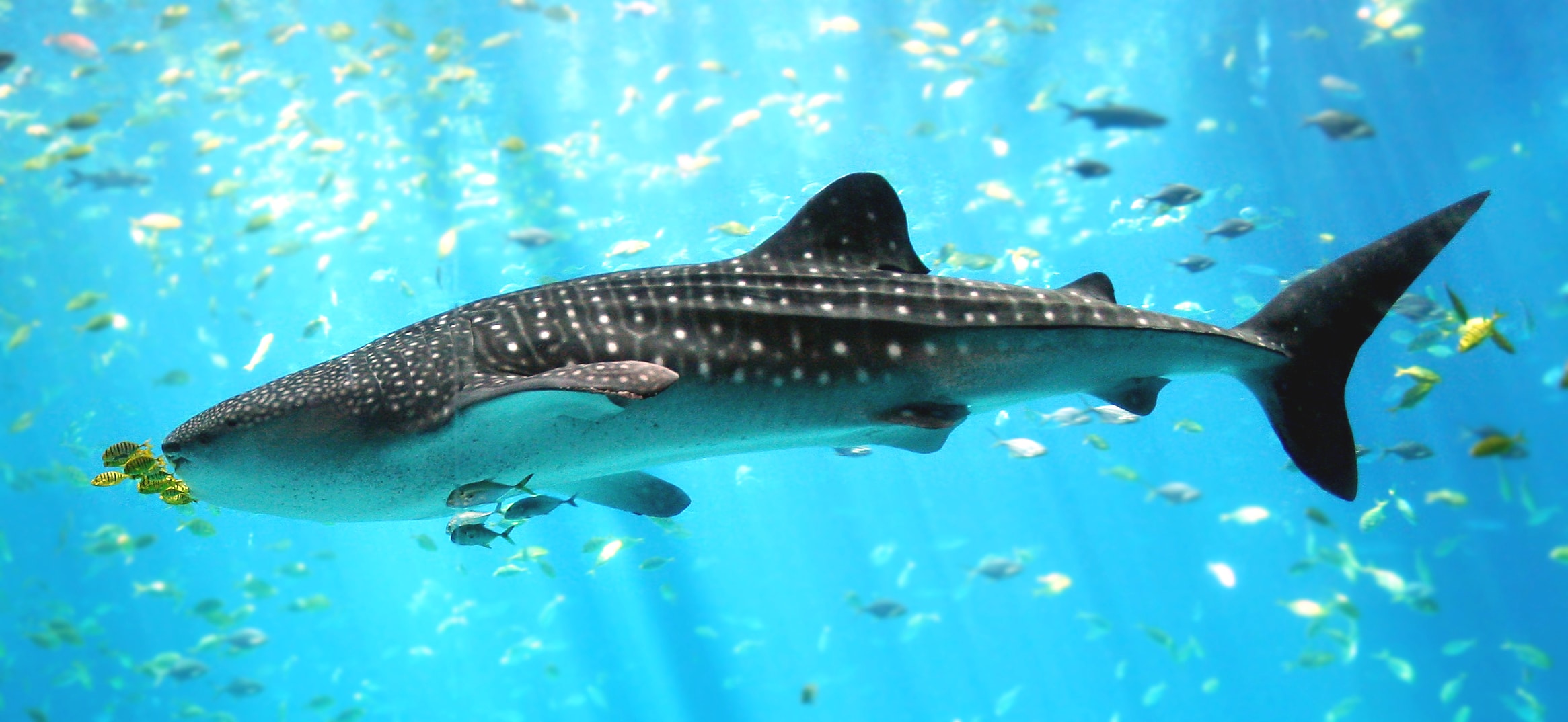 Djibouti Whale Shark